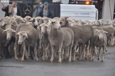 Trashumancia en Soria 2024. /SN