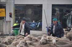Trashumancia en Soria 2024. /SN