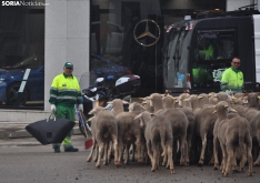 Trashumancia en Soria 2024. /SN