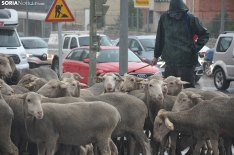 Trashumancia en Soria 2024. /SN