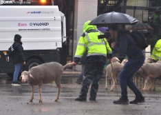Trashumancia en Soria 2024. /SN