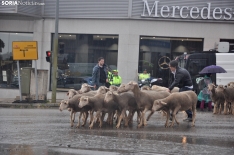 Trashumancia en Soria 2024. /SN