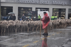 Trashumancia en Soria 2024. /SN