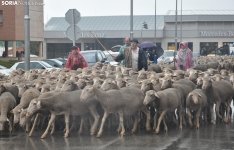 Trashumancia en Soria 2024. /SN