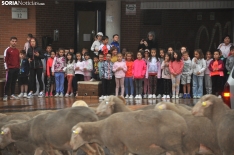 Trashumancia en Soria 2024. /SN