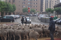 Trashumancia en Soria 2024. /SN