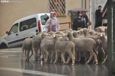 Trashumancia en Soria 2024. /SN