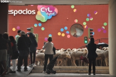 Trashumancia en Soria 2024. /SN