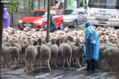 Trashumancia en Soria 2024. /SN