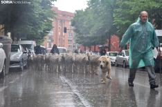 Trashumancia en Soria 2024. /SN