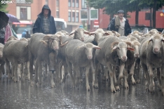 Trashumancia en Soria 2024. /SN