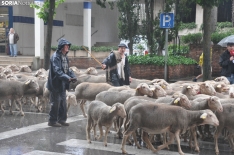 Trashumancia en Soria 2024. /SN