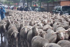 Trashumancia en Soria 2024. /SN