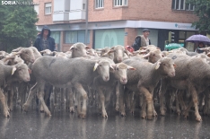 Trashumancia en Soria 2024. /SN