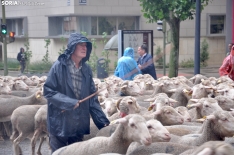 Trashumancia en Soria 2024. /SN