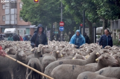 Trashumancia en Soria 2024. /SN