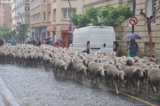 Trashumancia en Soria 2024. /SN