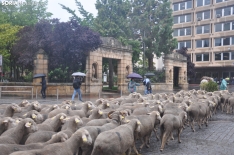 Trashumancia en Soria 2024. /SN