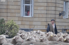 Trashumancia en Soria 2024. /SN
