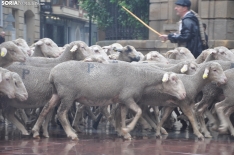 Trashumancia en Soria 2024. /SN