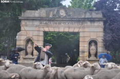 Trashumancia en Soria 2024. /SN