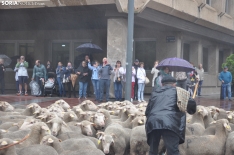 Trashumancia en Soria 2024. /SN