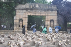 Trashumancia en Soria 2024. /SN
