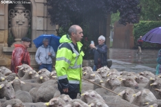 Trashumancia en Soria 2024. /SN