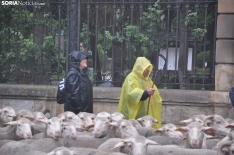 Trashumancia en Soria 2024. /SN