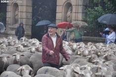 Trashumancia en Soria 2024. /SN