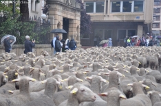 Trashumancia en Soria 2024. /SN