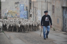 Trashumancia en Soria 2024. /SN