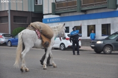 Trashumancia en Soria 2024. /SN