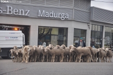 Trashumancia en Soria 2024. /SN