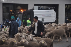 Trashumancia en Soria 2024. /SN
