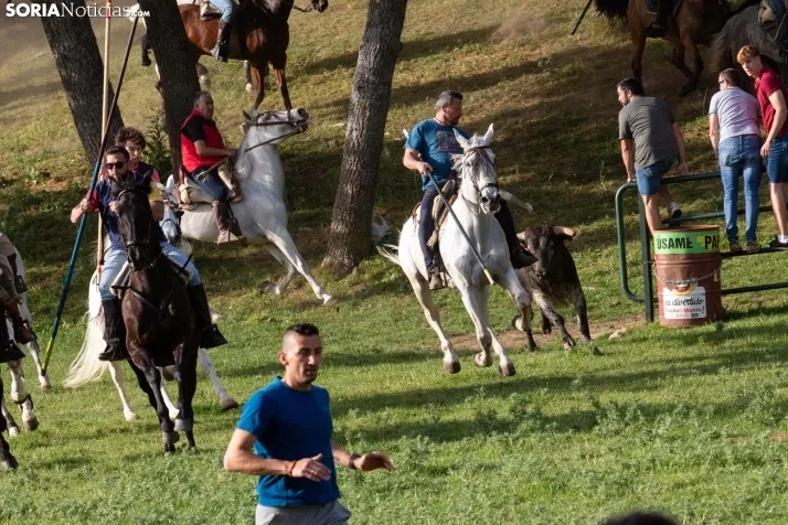 'Lavalengüillas' 2024