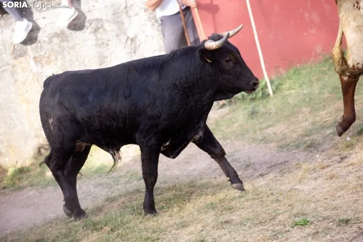 'Lavalengüillas' 2024