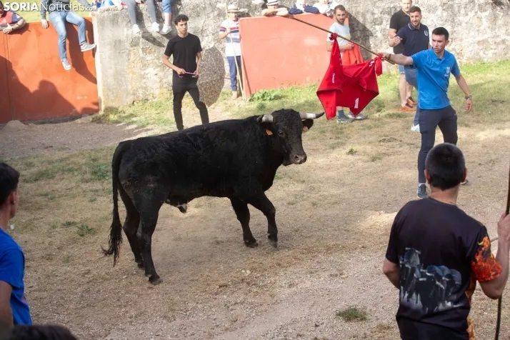 'Lavalengüillas' 2024