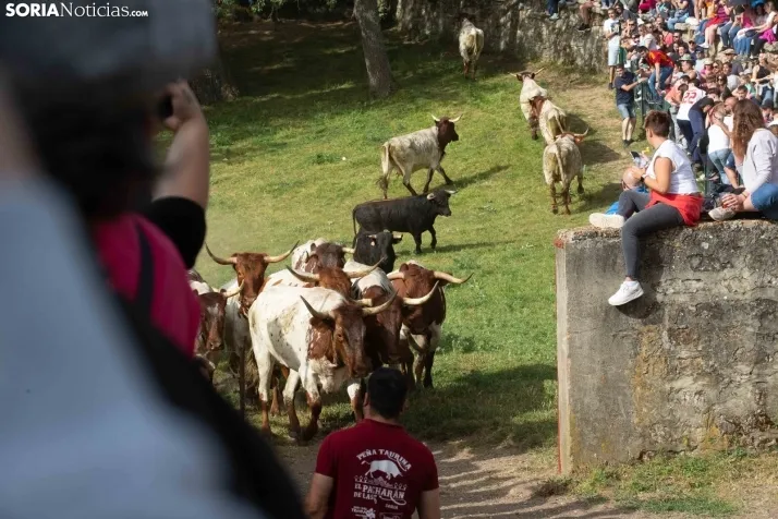 'Lavalengüillas' 2024