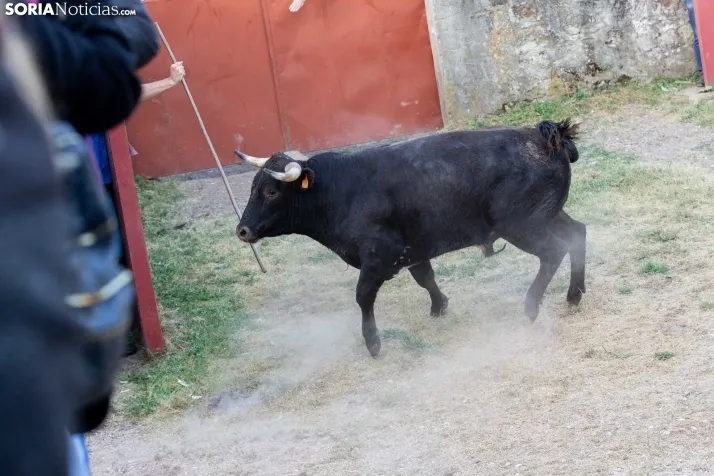 'Lavalengüillas' 2024