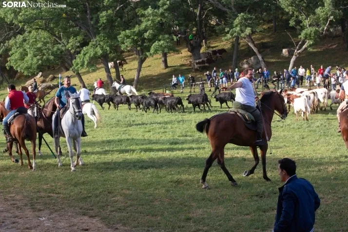 'Lavalengüillas' 2024