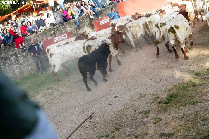 'Lavalengüillas' 2024