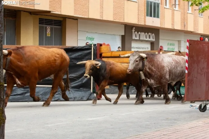 Encierro de Soria 2024