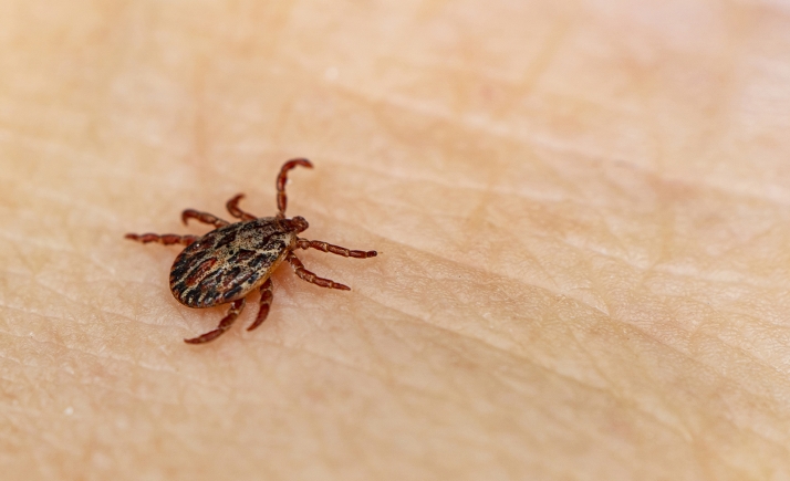 Tiempo de campo, tiempo de cuidado con las garrapatas