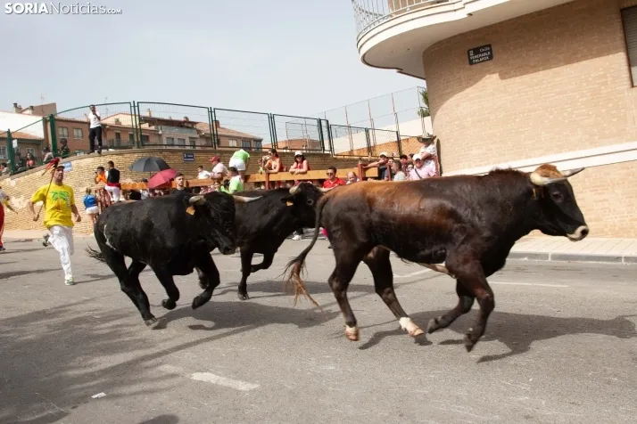 La Saca 2024