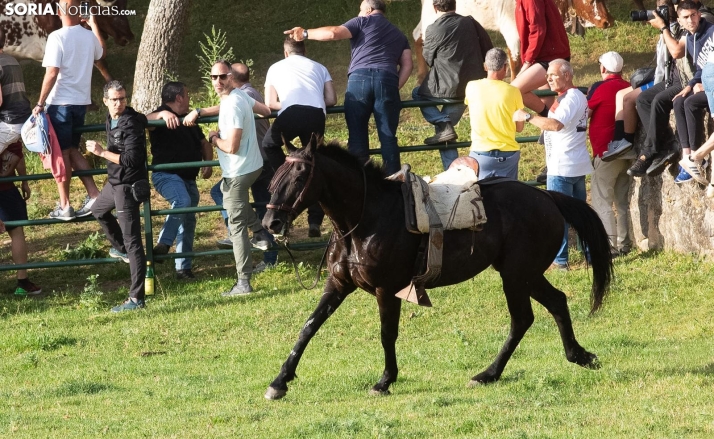El caballo, sin su jinete tras el incidente. /María Ferrer