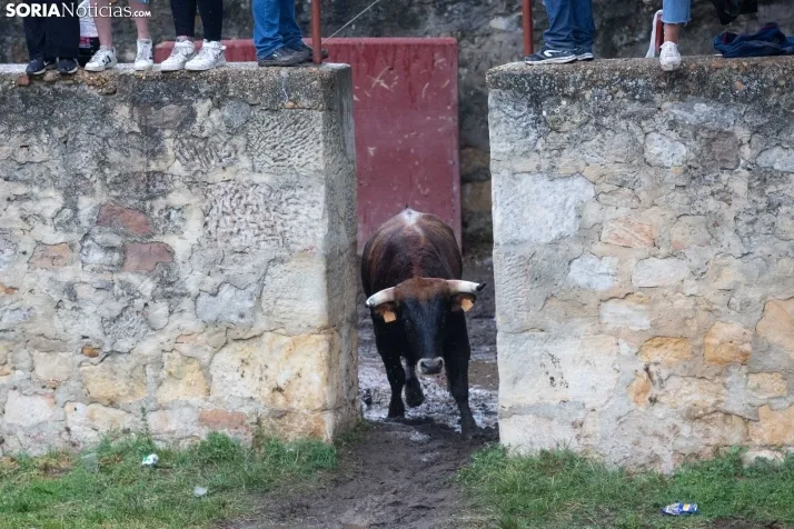 Lluvioso Lavalenguas 2024