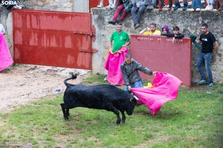 Lluvioso Lavalenguas 2024