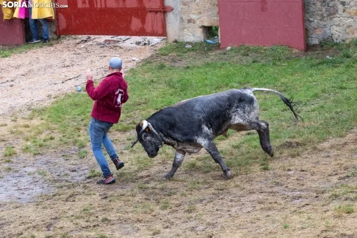 Lluvioso Lavalenguas 2024