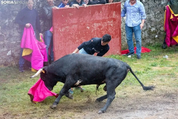 Lluvioso Lavalenguas 2024